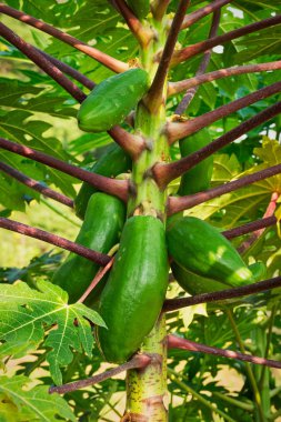 Papaya ağaç ile meyve, tropikal meyve ağacı üzerinde