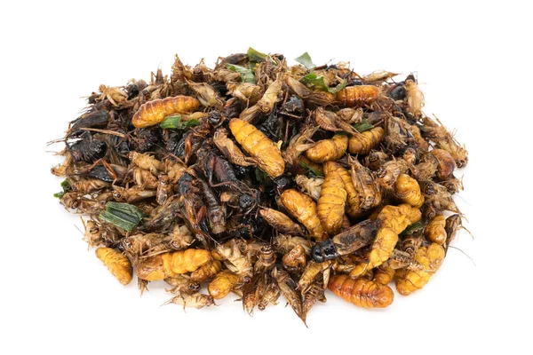 Insektenfutter Nahaufnahme Von Gebratenen Insekten Isoliert Auf Weißem Hintergrund — Stockfoto