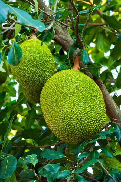 Nefesi ağaç, ağaç yapısı içinde tropikal meyve