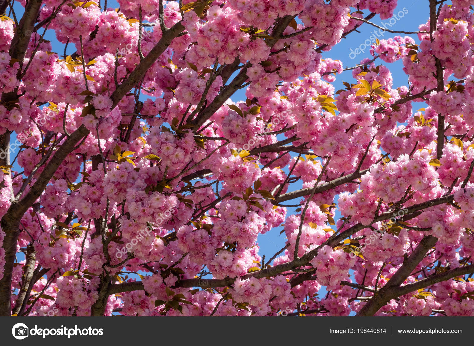 Arbre Fleur Rose Arbre Printemps Fleurs Photographie