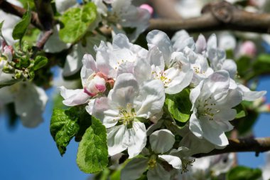 Elma ağacı çiçek, yakın çekim meyve ağacı blosson