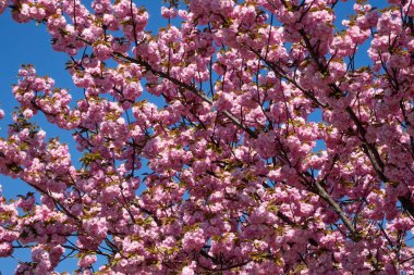 Ağaç ile pembe çiçek, ağaç bahar çiçek