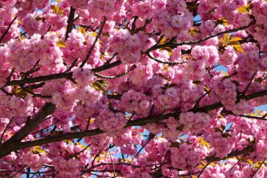 Ağaç ile pembe çiçek, ağaç bahar çiçek