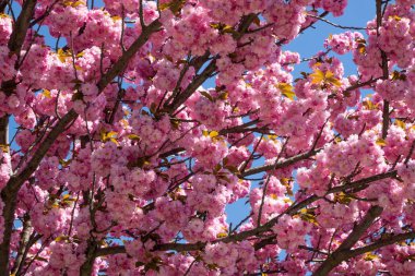 Ağaç ile pembe çiçek, ağaç bahar çiçek