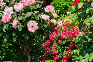 Melez Çay Gül, bahçede güzel çiçek yakın