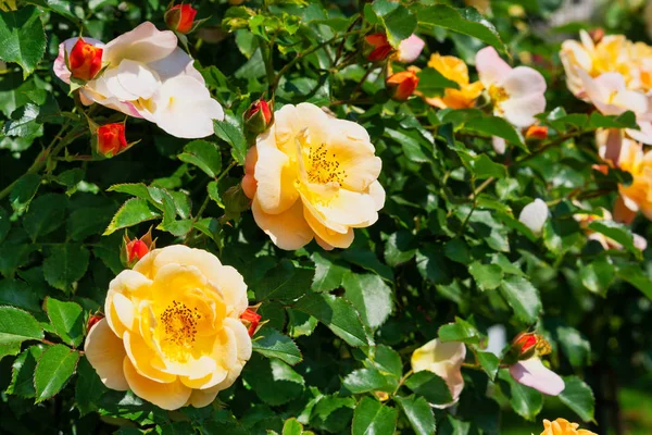 Υβρίδιο Tea Rose Κοντά Όμορφο Λουλούδι Στον Κήπο — Φωτογραφία Αρχείου