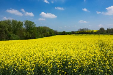 Tarım alanı ile yağlı tohum tecavüz, kanola Bloom, yatay