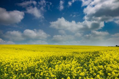 Tarım alanı ile yağlı tohum tecavüz, kanola Bloom, yatay