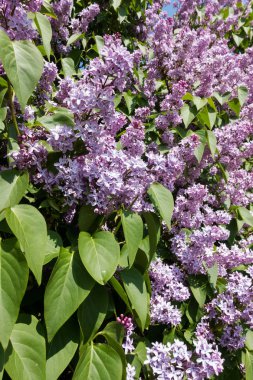 İlkbaharda mor syringa, çiçek açarken çalılıkta çiçek başları
