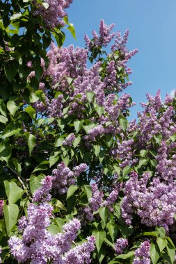İlkbaharda mor syringa, çiçek açarken çalılıkta çiçek başları