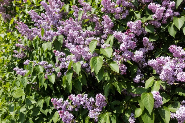Пурпурный Шприц Весной Цветущие Головы Кустах Цвету — стоковое фото