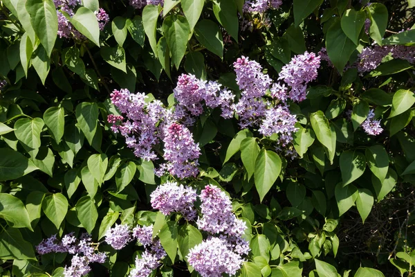 Lila Spritze Frühling Blütenköpfe Auf Blühendem Strauch — Stockfoto