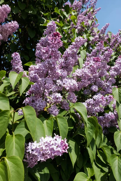 Пурпурный Шприц Весной Цветущие Головы Кустах Цвету — стоковое фото
