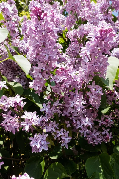 Фіолетова Сирінга Навесні Квіткові Голови Кущі Цвітіння — стокове фото