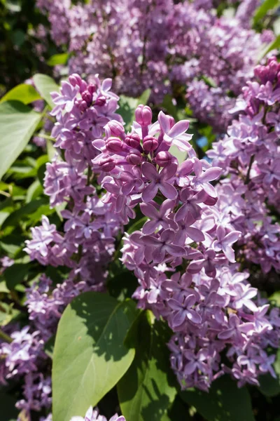 Lila Spritze Frühling Blütenköpfe Auf Blühendem Strauch — Stockfoto