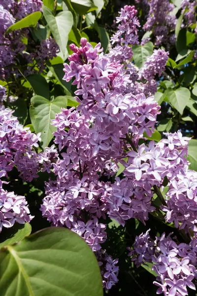 Lila Spritze Frühling Blütenköpfe Auf Blühendem Strauch — Stockfoto