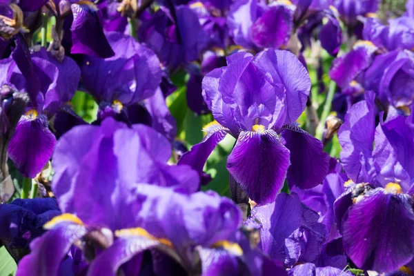 Iris Flor Primer Plano Flor Púrpura Primavera —  Fotos de Stock