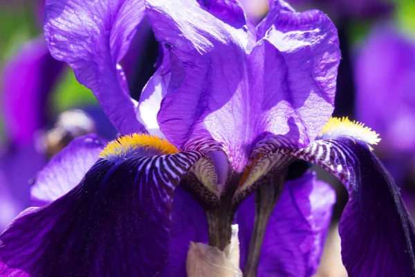 Iris Flor Primer Plano Flor Púrpura Primavera —  Fotos de Stock