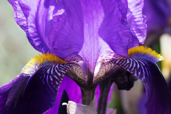 Iris Flor Primer Plano Flor Púrpura Primavera —  Fotos de Stock