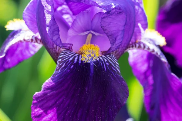 Iris Flor Primer Plano Flor Púrpura Primavera —  Fotos de Stock