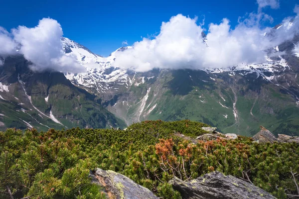 Vysoké Taury Rakousku Zasněžené Hory Creepng Borovice Popředí — Stock fotografie