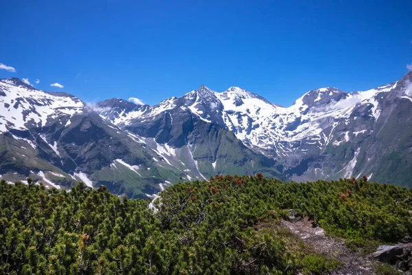 Alti Tauri Austria Con Montagne Innevate Pini Striscianti Primo Piano — Foto Stock