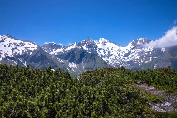 Alti Tauri Austria Con Montagne Innevate Pini Striscianti Primo Piano — Foto Stock