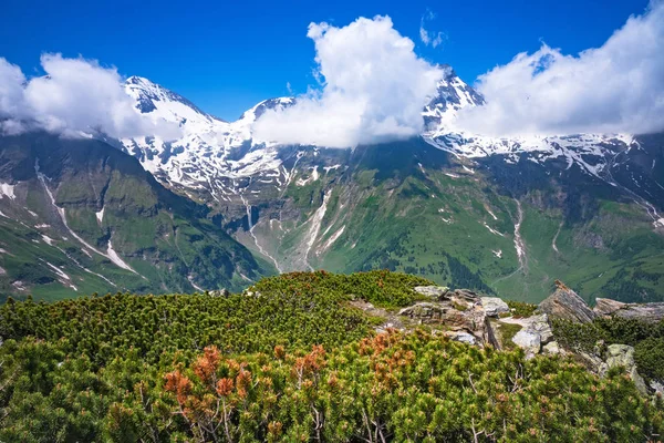 Alti Tauri Austria Con Montagne Innevate Pini Striscianti Primo Piano — Foto Stock