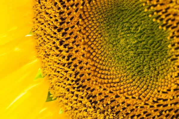 Sunflower Close Blooming Yellow Flower Head Agriculture Field — Stock Photo, Image