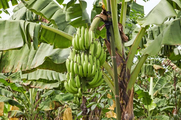 Banana Farm Bouquet Fruits Tropicaux Sur Arbre — Photo