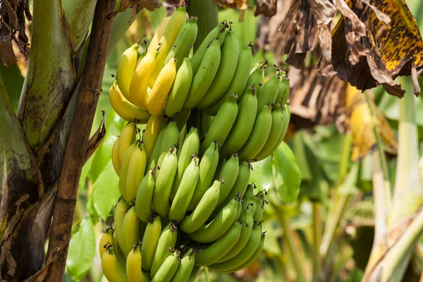 Banana Bunch Tree Gros Plan Sur Les Fruits Tropicaux — Photo