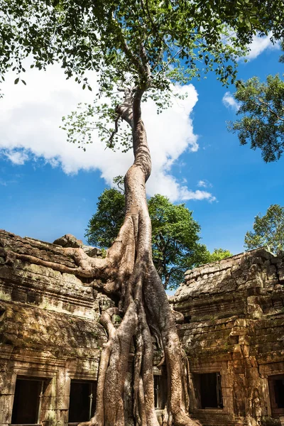 柬埔寨吴哥窟的 Phrom 高棉的历史建筑 — 图库照片
