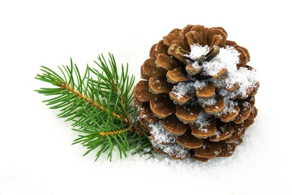 Karda çam kozalağı