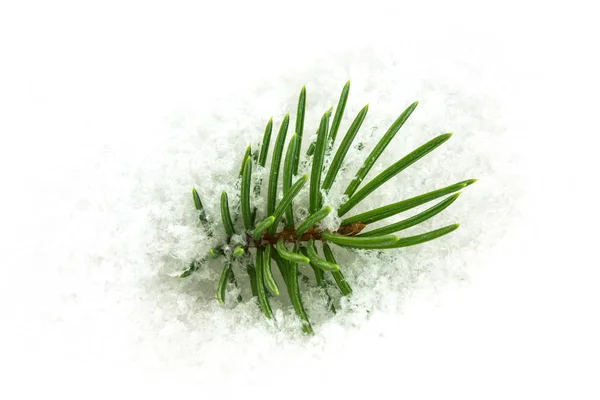 冬のクリスマスの装飾の雪では モミの小枝をクローズ アップ — ストック写真