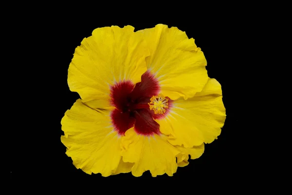 Hibiscus Amarillo Flor Primer Plano Hermosa Cabeza Flor Con Fondo —  Fotos de Stock