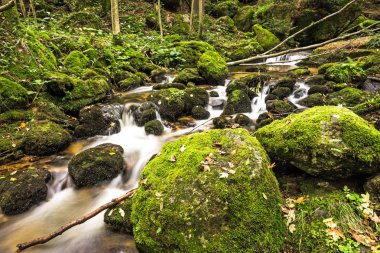 Ormanı, moss ile su akan nehir dağ taş kaplı