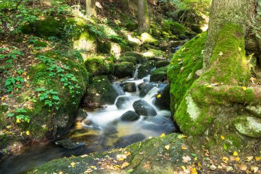 Ormanı, moss ile su akan nehir dağ taş kaplı