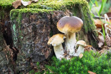 Orman, Porcini mantar kadar yakın kuruş topuz sonbahar