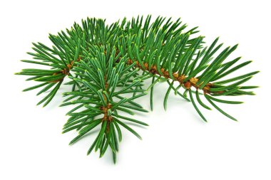 Beyaz, köknar dalı yakın çekim Noel dekorasyon