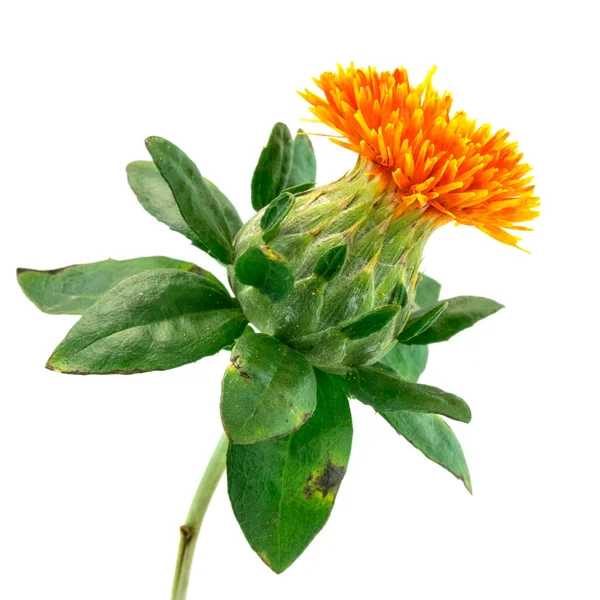 Safflower Close Cabeça Flor Isolado Branco — Fotografia de Stock