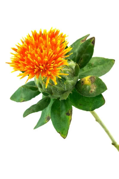 Aspir, çiçek başının üzerinde beyaz izole yakın