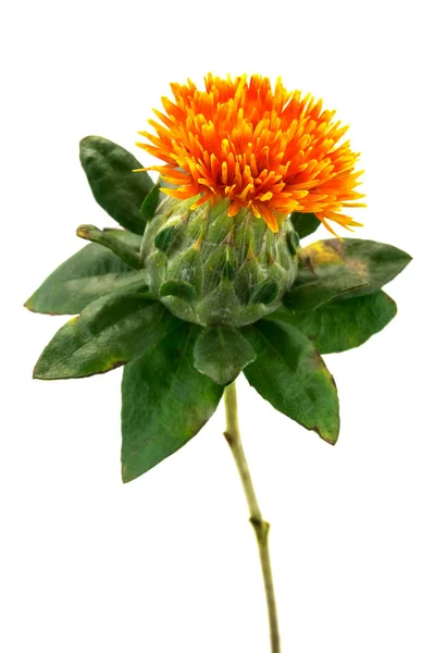 Safflower Close Cabeça Flor Isolado Branco — Fotografia de Stock