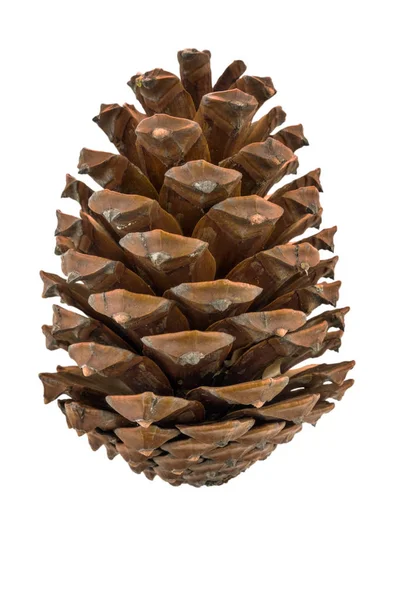 Pine Cone With Clipping Path — Stock Photo, Image