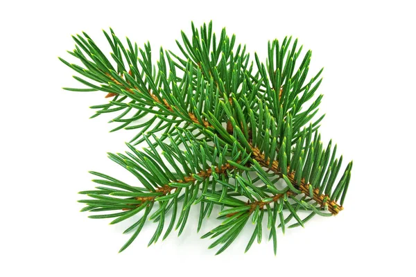 Fir Branch White Close Christmas Decoration Stock Image