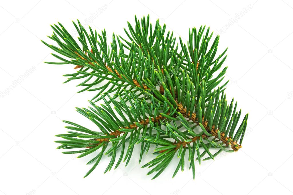 Fir Branch On White, close up of christmas decoration