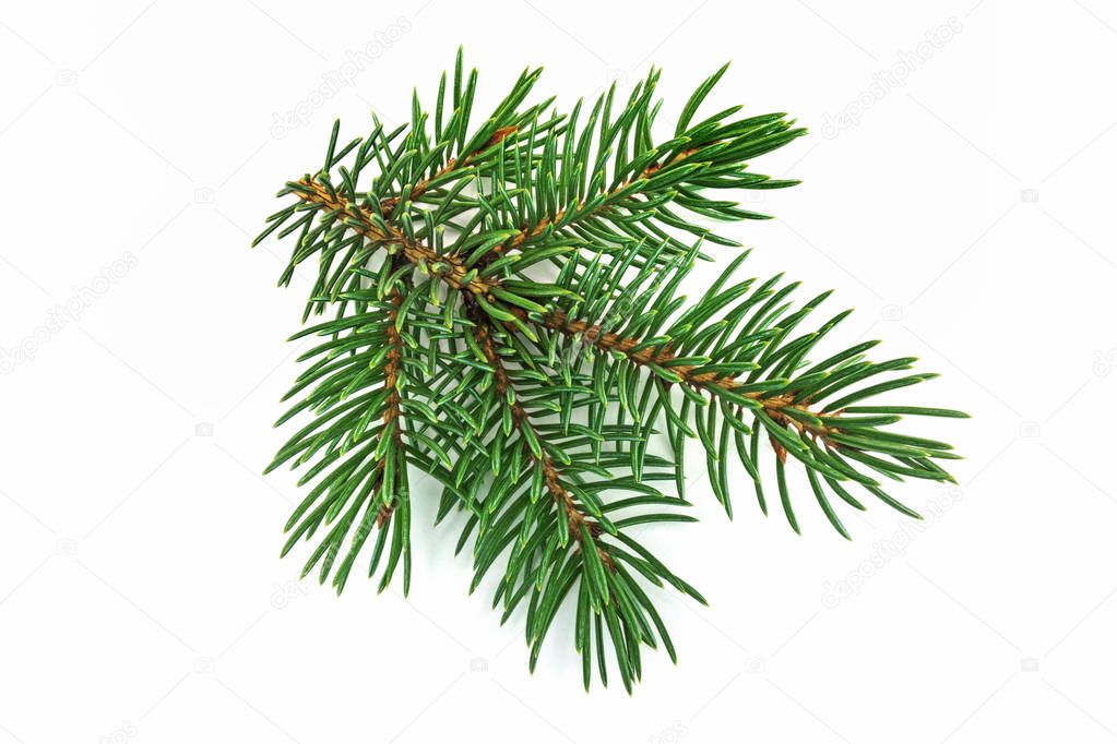 Fir Branch On White, close up of christmas decoration