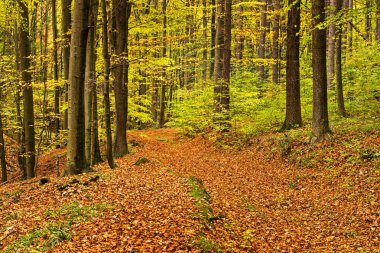 Orman içinde sonbahar, renkli bitki örtüsü ile kaplı patika