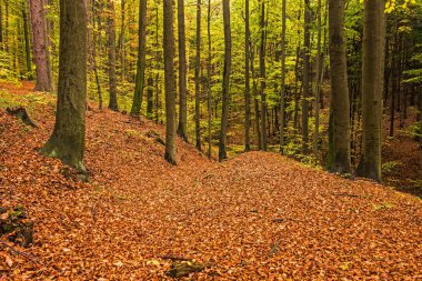 Orman içinde sonbahar, renkli bitki örtüsü ile kaplı patika