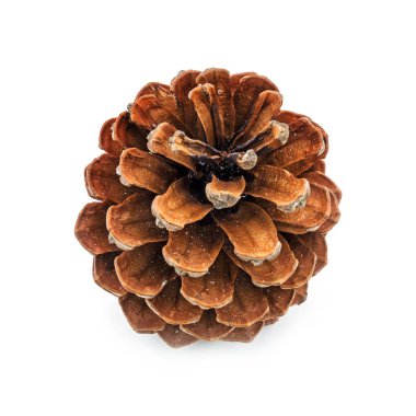 Koni üzerinde beyaz çam, Noel dekorasyon beyaz arka plan üzerinde Kapat