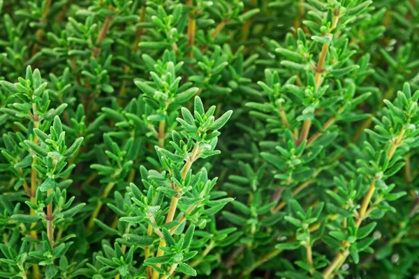 百里香 煮熟的绿色芳香草本 — 图库照片